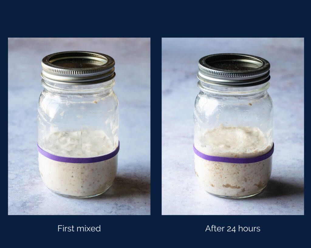 Two photos of sourdough starter in mason jars - when first mixed and after 24 hours.