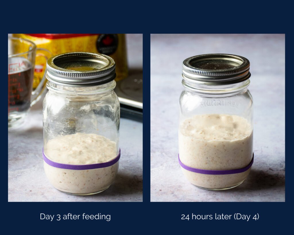 Two photos of mason jars with sourdough starter inside - one after feeding and one 24 hours later.